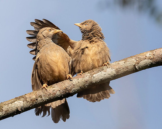 Yellow-billed Babbler, Kitulgala, Sri Lanka 2019