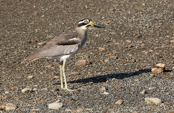 Great Thick-knee, Bundala, Sri Lanka 2019