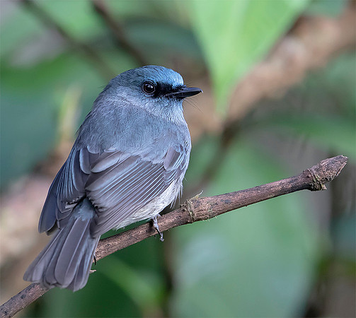 Dull-blue Flycatcher, Nuwara Eliya, Sri Lanka 2019