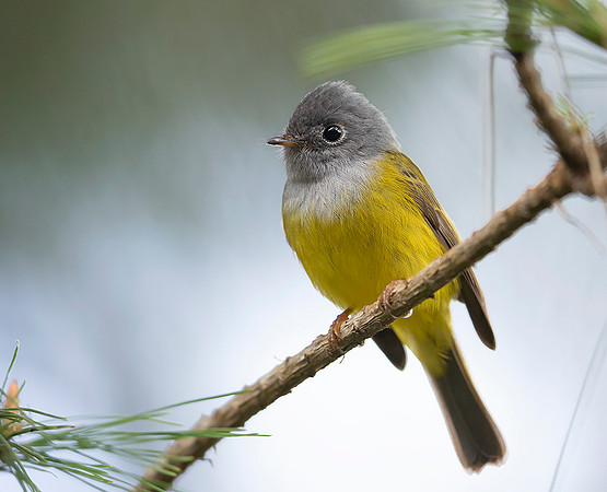 Grey-headed Canary Flycatcher, Nuwara Eliya, Sri Lanka 2019