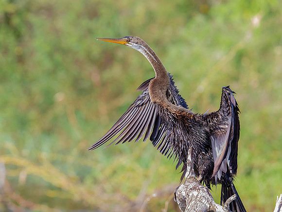 Oriental Darter, Bundala NP Sri  Lanka 2019
