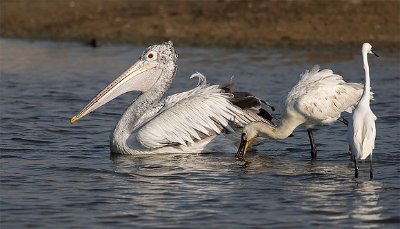Spot-billed Pelican ad, Bundala NP, Spoonbill, Little Egret, Sri Lanka 2019