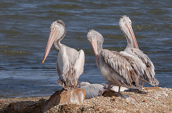 Spot-billed Pelican ad, imm, Bundala NP, Sri Lanka 2019