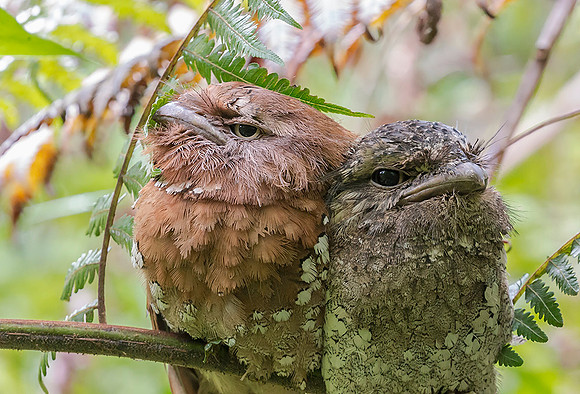 Sri Lanka Frogmouth ♀, ♂, Sinharaja, Sri Lanka 2019