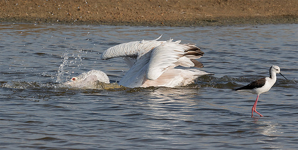 Spot-billed Pelican, Stilt, Bundala NP, Sri Lanka 2019