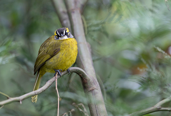 Yellow-eared Bulbul, Pittapola, Sri Lanka 2019
