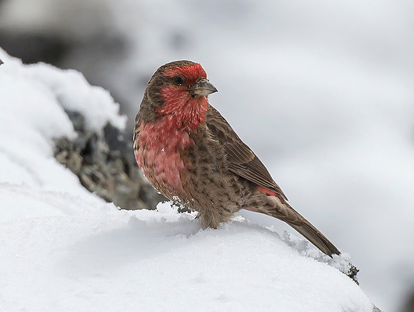 Red-fronted Rosefinch, Sichuan 2017