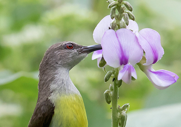 Purple-rumped Sunbird ♀, Kitulgala, Sri Lanka 2019