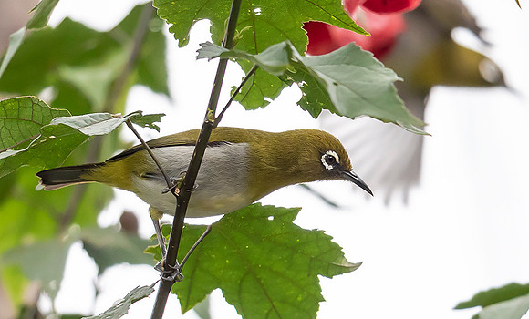 Sri Lanka White-eye, Nuwara Eliya, Sri Lanka 2019