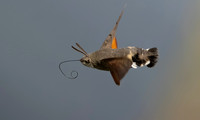 Kolibrievlinder, hummingbird hawk-moth, Kockengen 2023