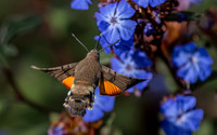 Kolibrievlinder op loodkruid, hummingbird hawk-moth on leadwort, Kockengen 2022
