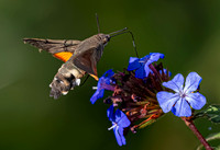 Kolibrievlinder op loodkruid, hummingbird hawk-moth on leadwort, Kockengen 2022