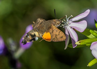 Kolibrievlinder op zeepkruid, hummingbird hawk-moth on soapwort, Kockengen 2022