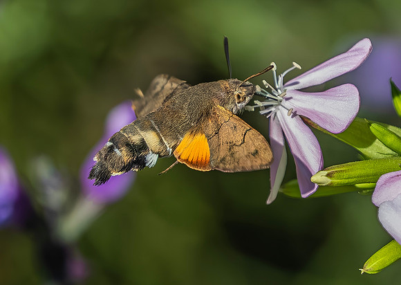 Kolibrievlinder op zeepkruid, hummingbird hawk-moth on soapwort, Kockengen 2022