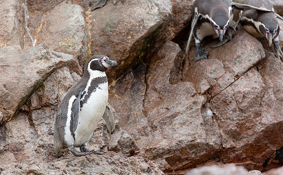 9045 Humboldt Penguin, 06-08-2015, S1A0502 def rec X