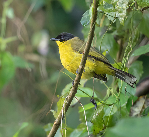 Black-capped Bulbul, Kitulgala, Sri Lanka 2019