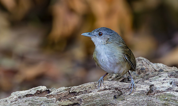 Horsfields Babbler, Bali Barat Ntl Park 2018