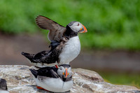Papegaaiduiker, Puffin, Farne Isles 2019