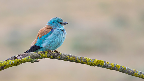 Scharrelaar ♂, European Roller, Campo Lugar, España 2019,