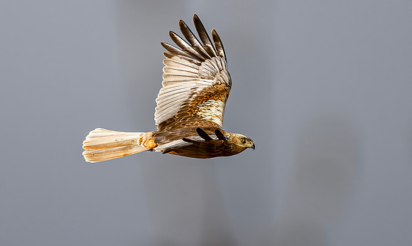 Bruine kiekendief ♂, Marsh harrier, Rietlanden Kockengen 2023