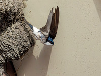 Huiszwaluw, House Martin, Kortrijk 2024
