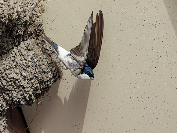 Huiszwaluw, House Martin, Kortrijk 2024