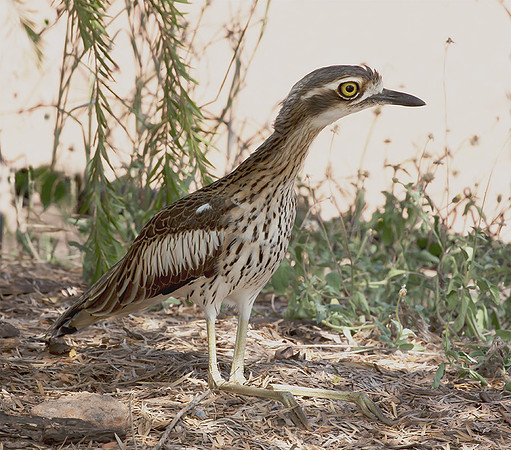 Bush Thick-knee, NT 2016