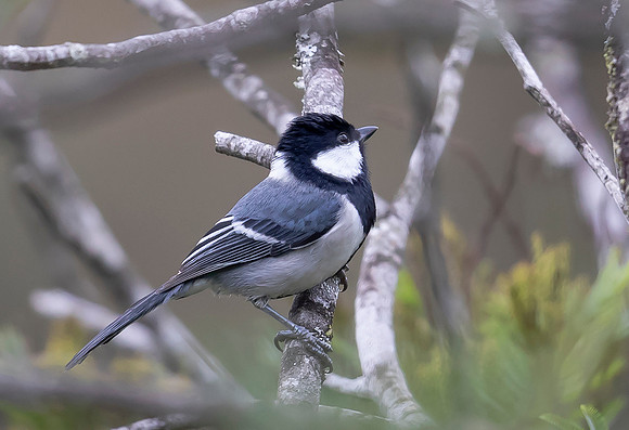 Great Tit,  Nuwara Eliya, Sri Lanka 2019