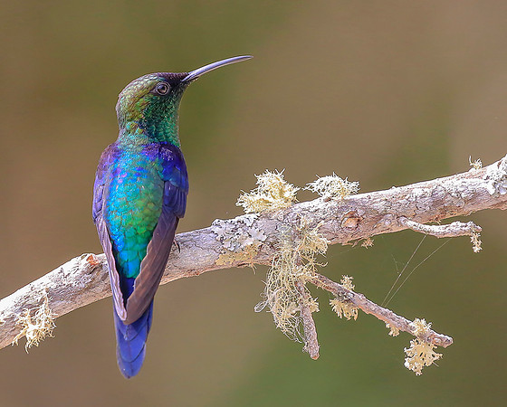 Crowned Woodnymph, Colombia 2015