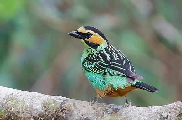 Golden-eared Tanager, Peru 2015