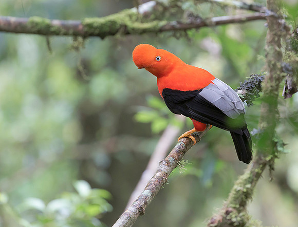 Andean Cock-of-the-Rock, Peru 2015