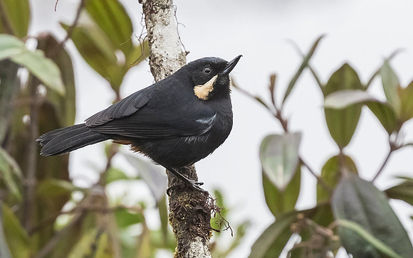 Moustached Flowerpiercer, Peru 2015