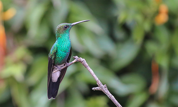 White-vented Plumeleteer, Colombia 2015