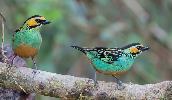 Golden-eared Tanager, Peru 2015