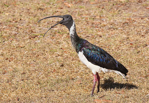 Straw-necked Ibis, NT 2016