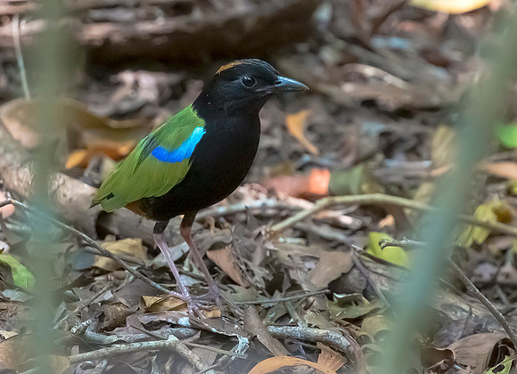 Rainbow Pitta, Darwin, NT, Australia 2016