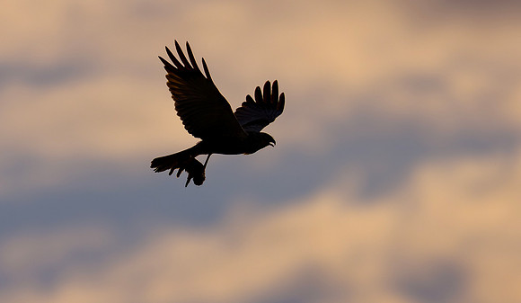 Bruine kiekendief ♂, Marsh harrier, Rietlanden Kockengen 2024