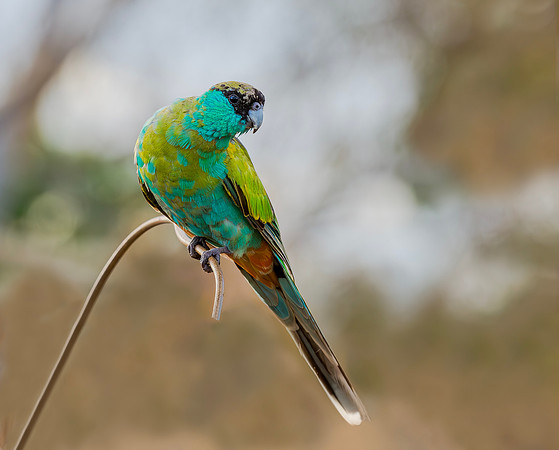 Hooded Parrot ♂, Pine Creek, NT, Australia 2016