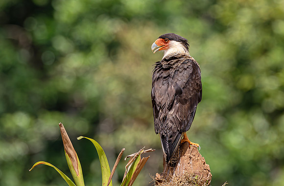 Crested Caracara, Costa Rica 2022