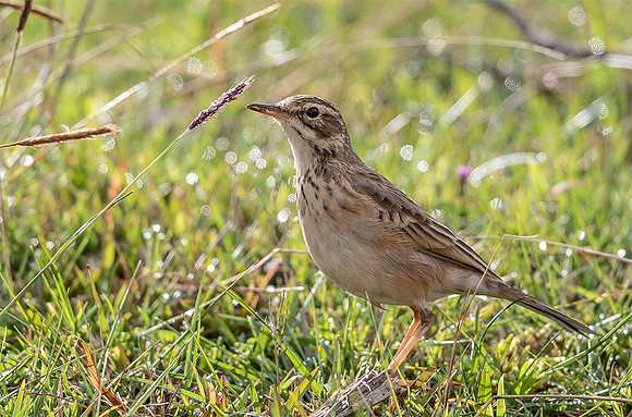 Richard's Pipit, Bundala NP Sri Lamka 2019