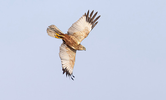 Bruine kiekendief ♂, Marsh harrier, Rietlanden Kockengen 2023