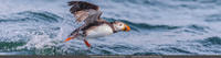 0000 Papegaaiduiker, Farne Isles 15-05-2019, 16A2309 def rec X banner k
