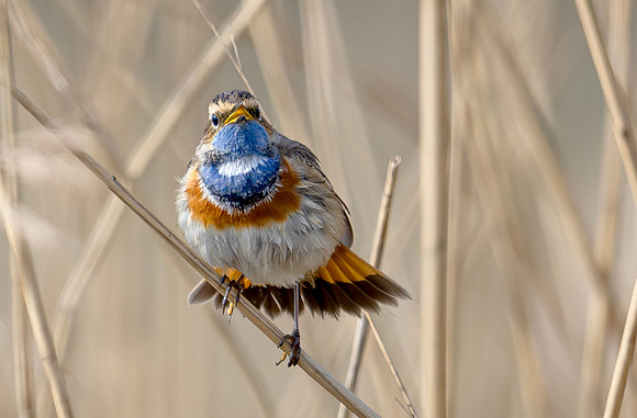 Blauwborst ♂ balts, Bluethroat. Waverhoek 2024