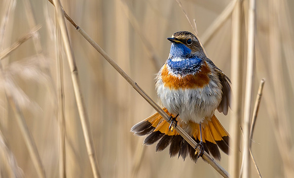 Blauwborst ♂ balts, Bluethroat. Waverhoek 2024