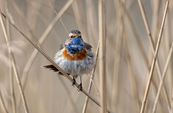 Blauwborst ♂ balts, Bluethroat. Waverhoek 2024