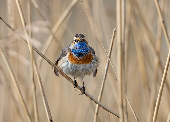 Blauwborst ♂ balts, Bluethroat. Waverhoek 2024