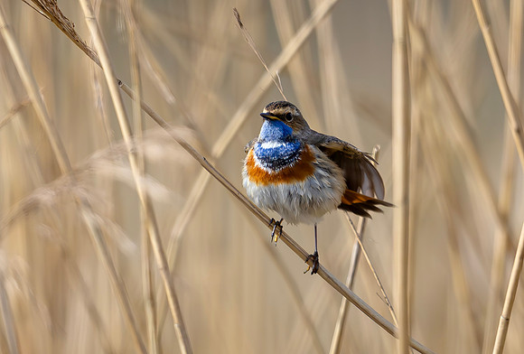 Blauwborst ♂ balts, Bluethroat. Waverhoek 2024