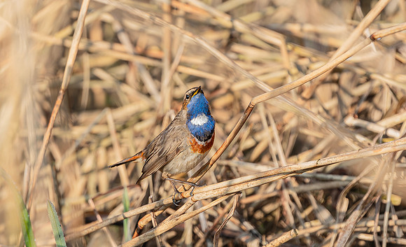 Blauwborst ♂ balts, Waverhoek 2017