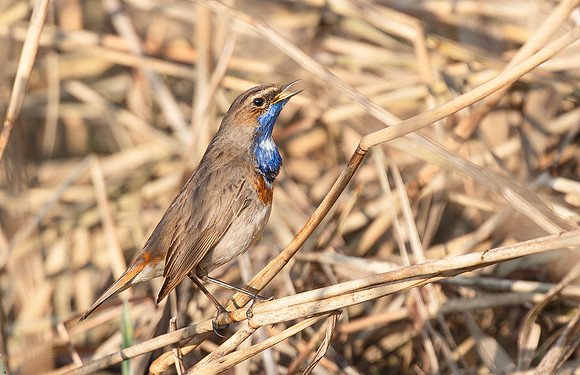 Blauwborst ♂ balts, Waverhoek 2017