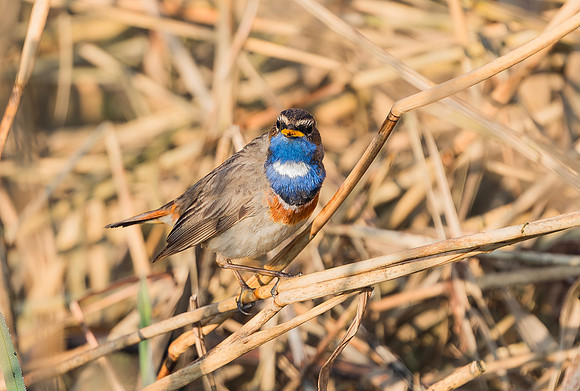 Blauwborst ♂ balts, Waverhoek 2017